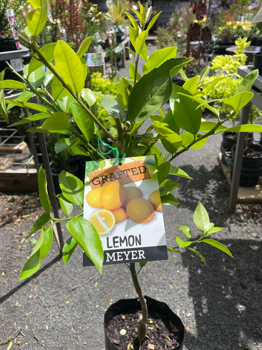 Citrus × meyeri 10 Ltr