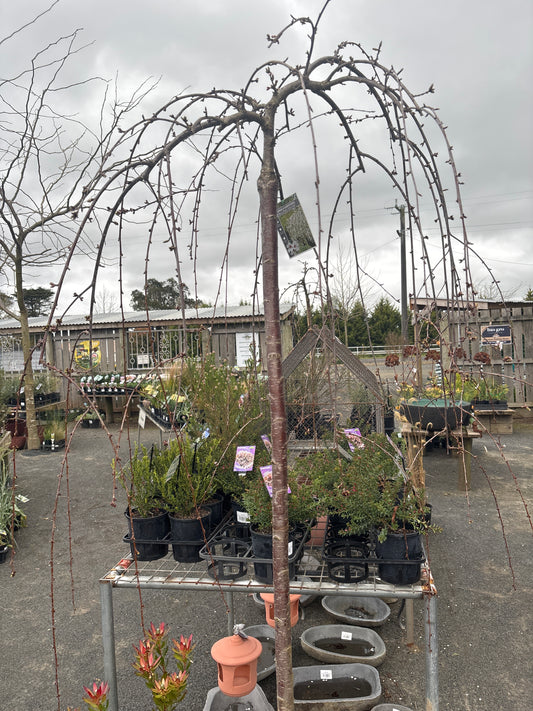 Prunus subhirtella - Falling Snow  - White Weeping Cherry