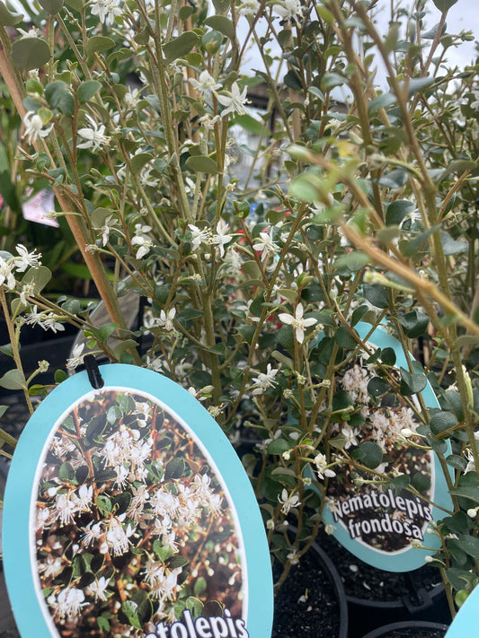 Nematolepis frondosa - Aromatic Native Shrub