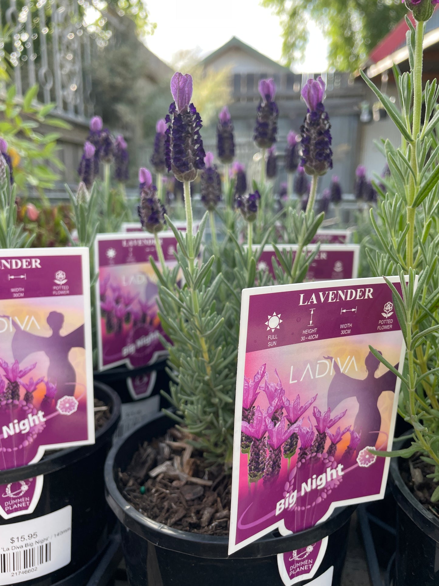 Lavandula 'La Diva Big Night'