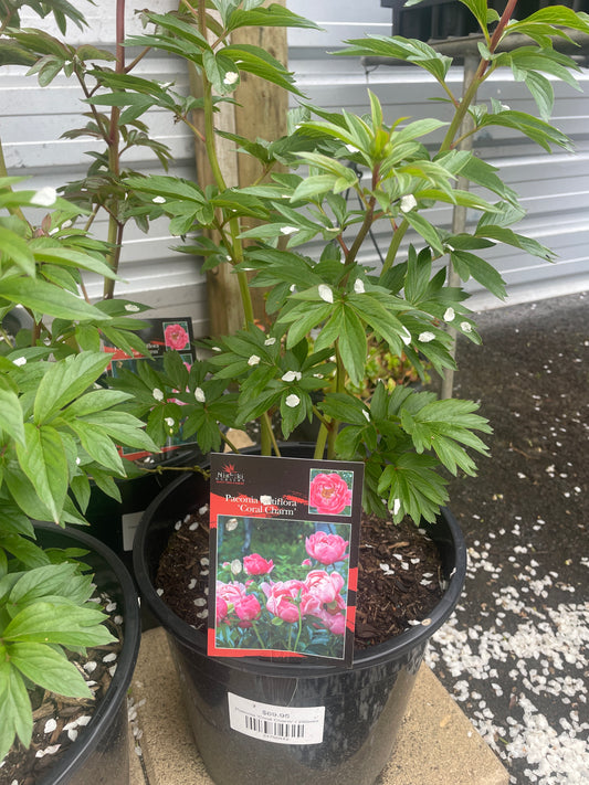 Paeonia 'Coral Charm'