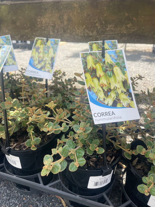 Correa reflexa nummularifolia