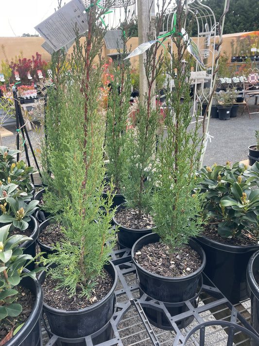 Cupressus sempervirens 'Glauca'