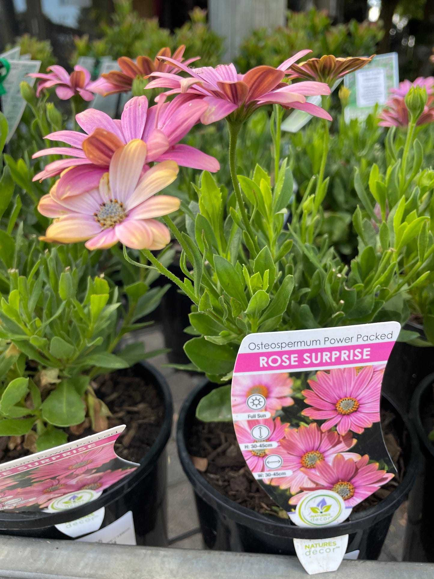Osteospermum 'Rose Surprise'