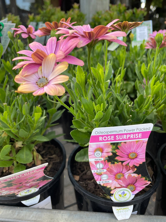 Osteospermum 'Rose Surprise'