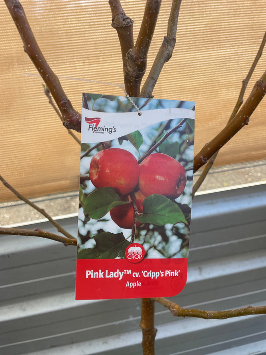 Apple Pink Lady