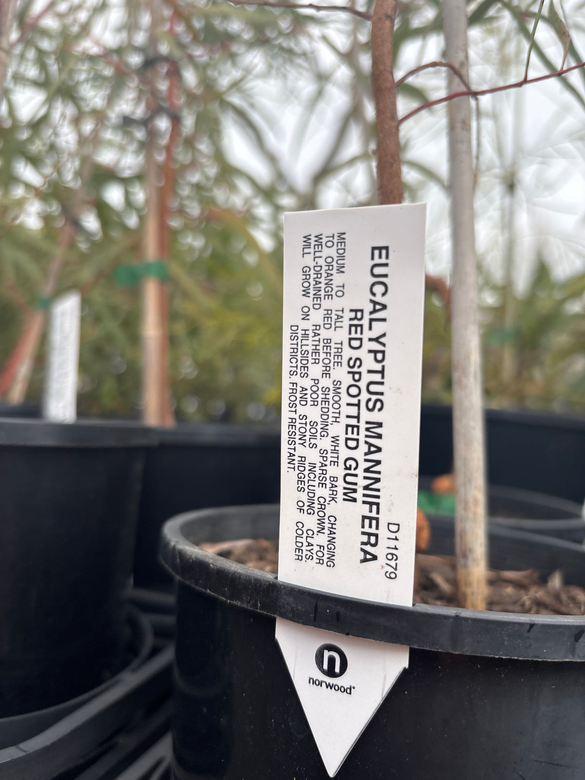 Eucalyptus mannifera (Brittle Gum)