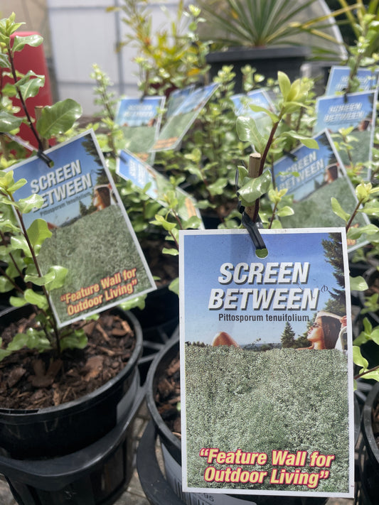 Pittosporum tenuifolium 'Screen Between'