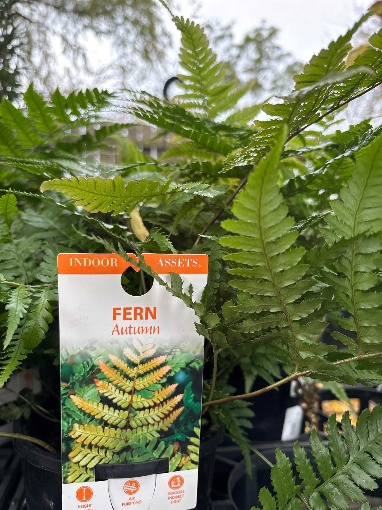 Dryopteris erythrosora (Autumn Fern)