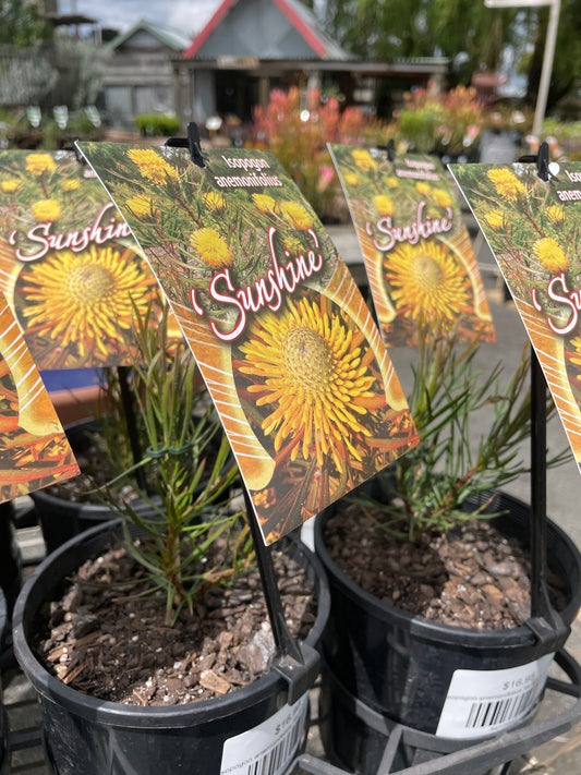 Isopogon anemonifolius 'Sunshine'