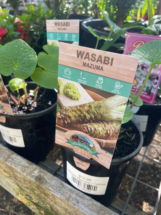 Wasabi 'Mazuma'