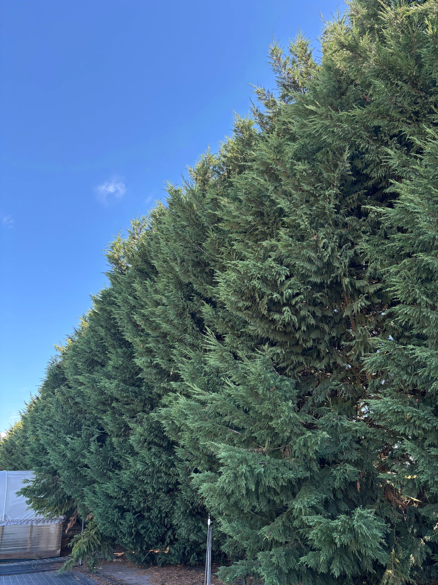 Cupressocyparis leylandii 'Leighton Green'