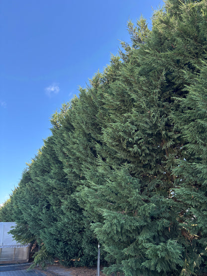 Cupressocyparis leylandii 'Leighton Green'