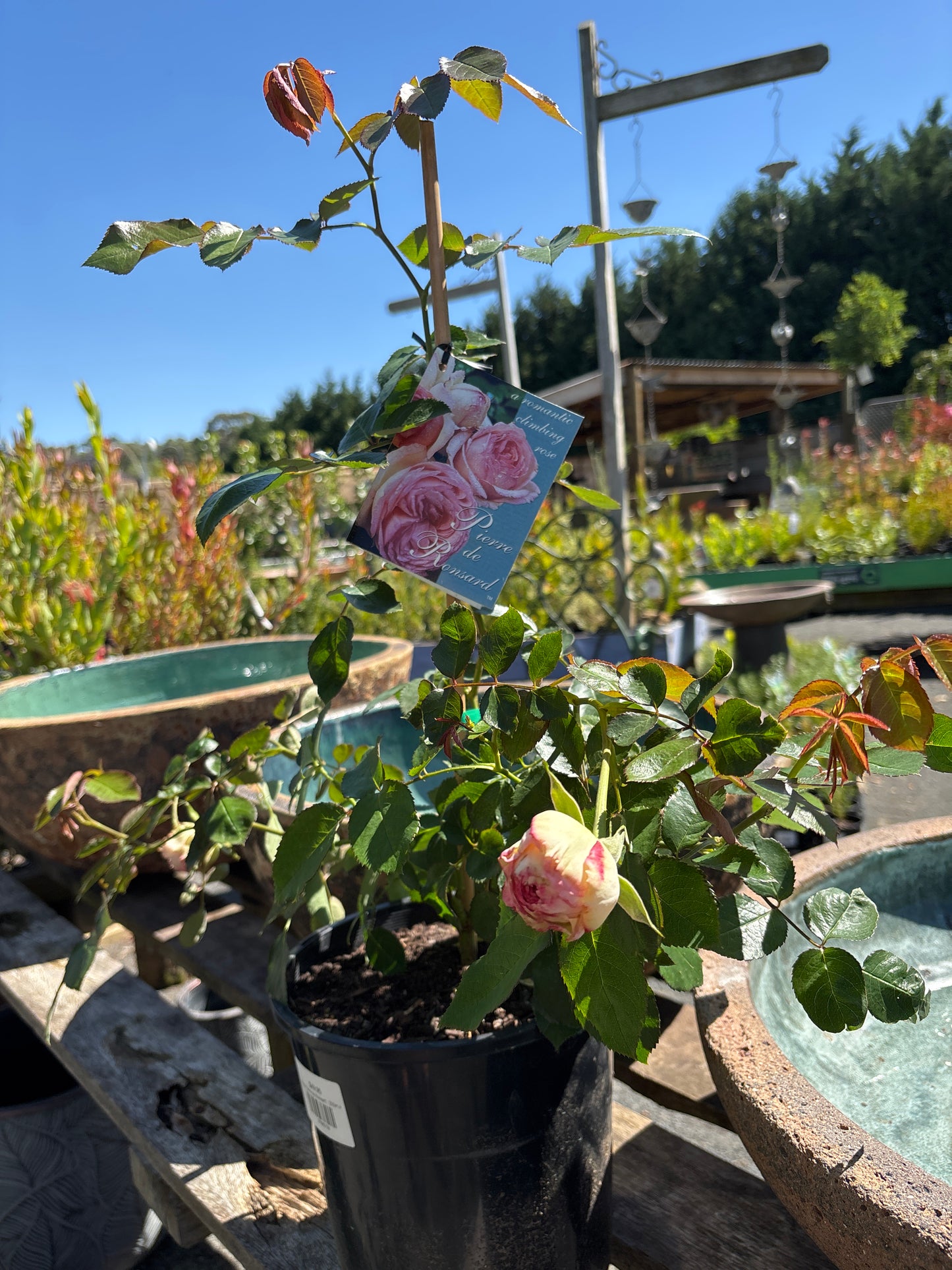 Rosa 'Pierre de Ronsard'