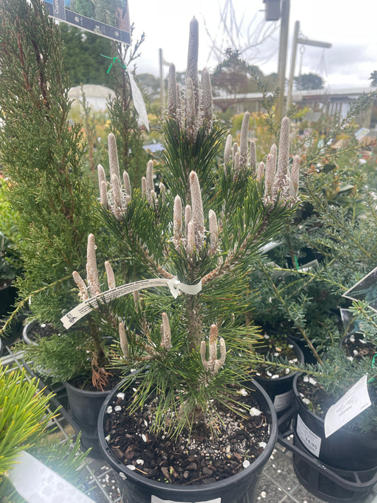 Pinus thunbergii 'Coolwyn Bonsai'
