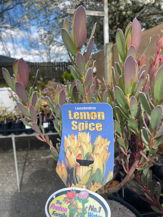 Leucadendron 'Lemon Spice'
