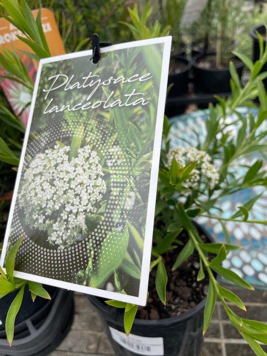 Platysace lanceolata