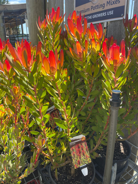 Leucadendron 'Red Gem'