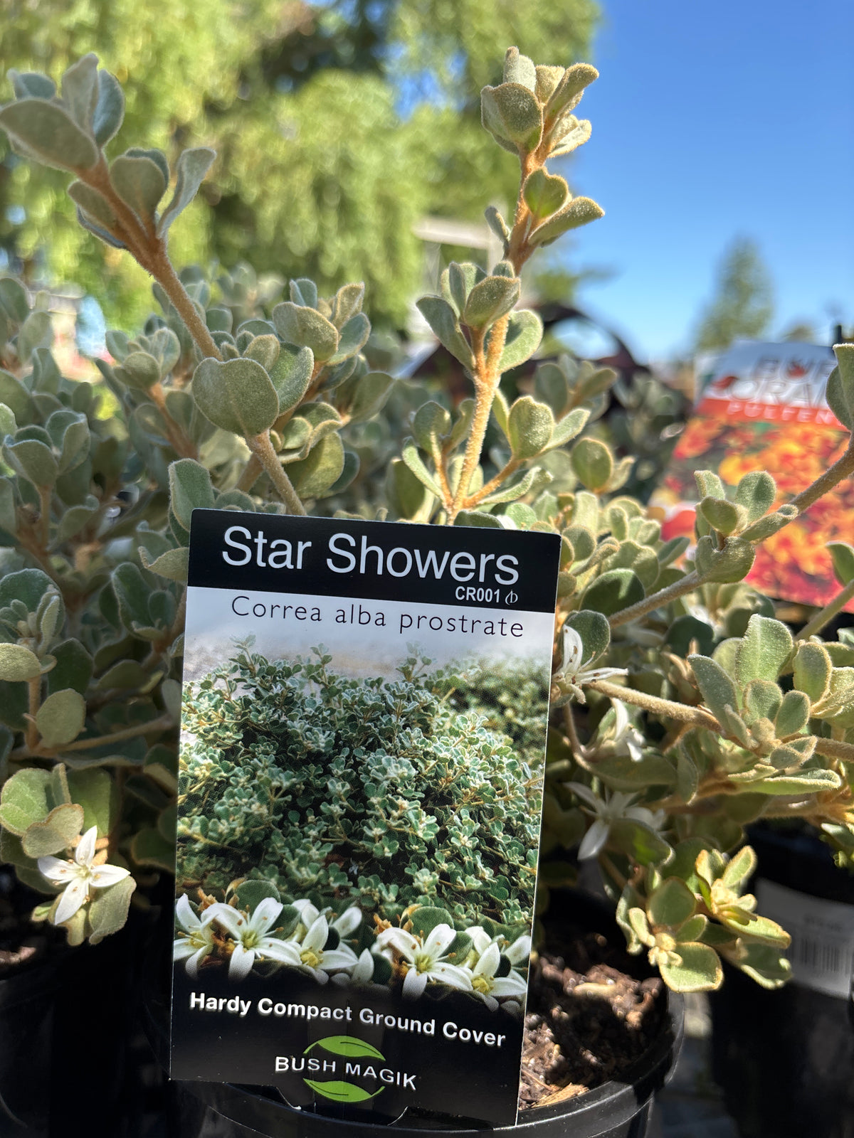 Correa alba 'Star Showers'
