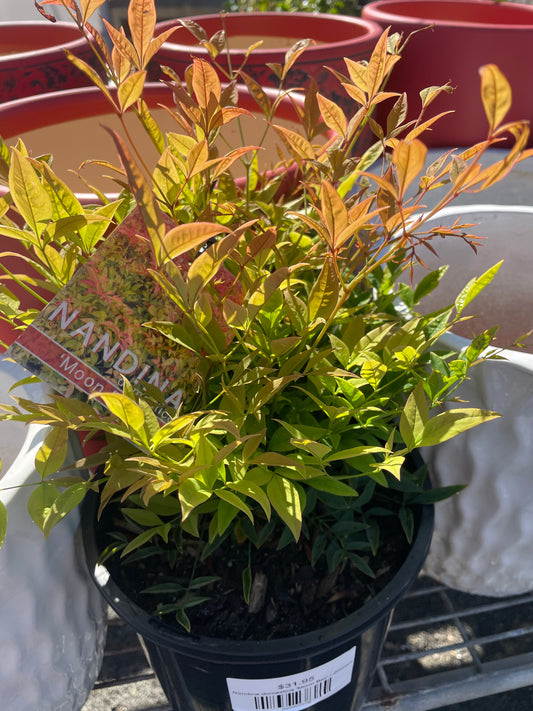 Nandina domestica 'Moon Bay'