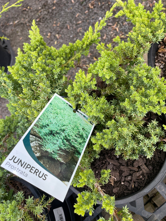 Juniperus squamata 'Prostrata'