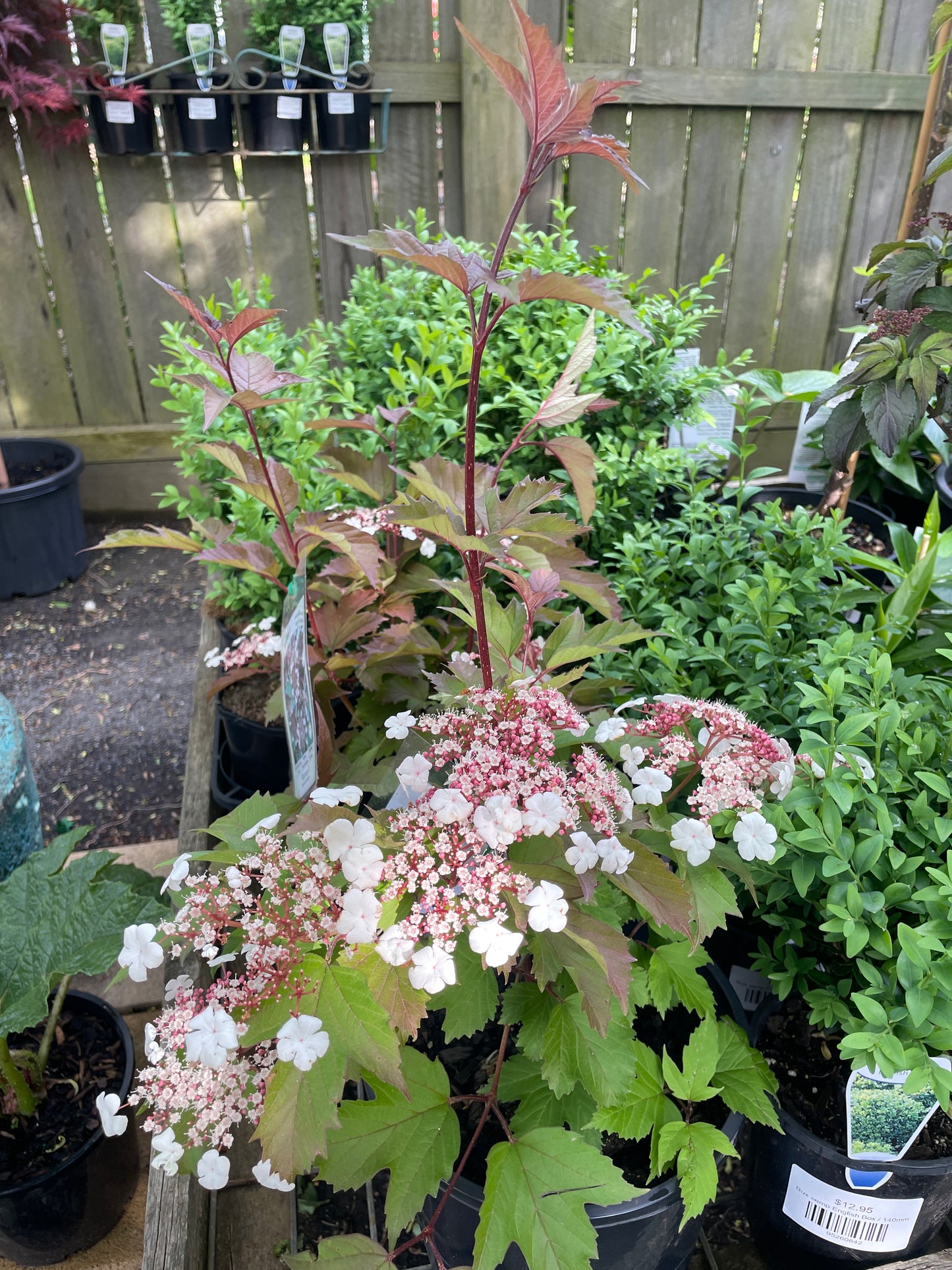 Viburnum sargentii 'Onondaga' 200mm