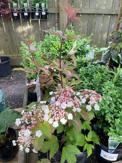 Viburnum sargentii 'Onondaga' 200mm