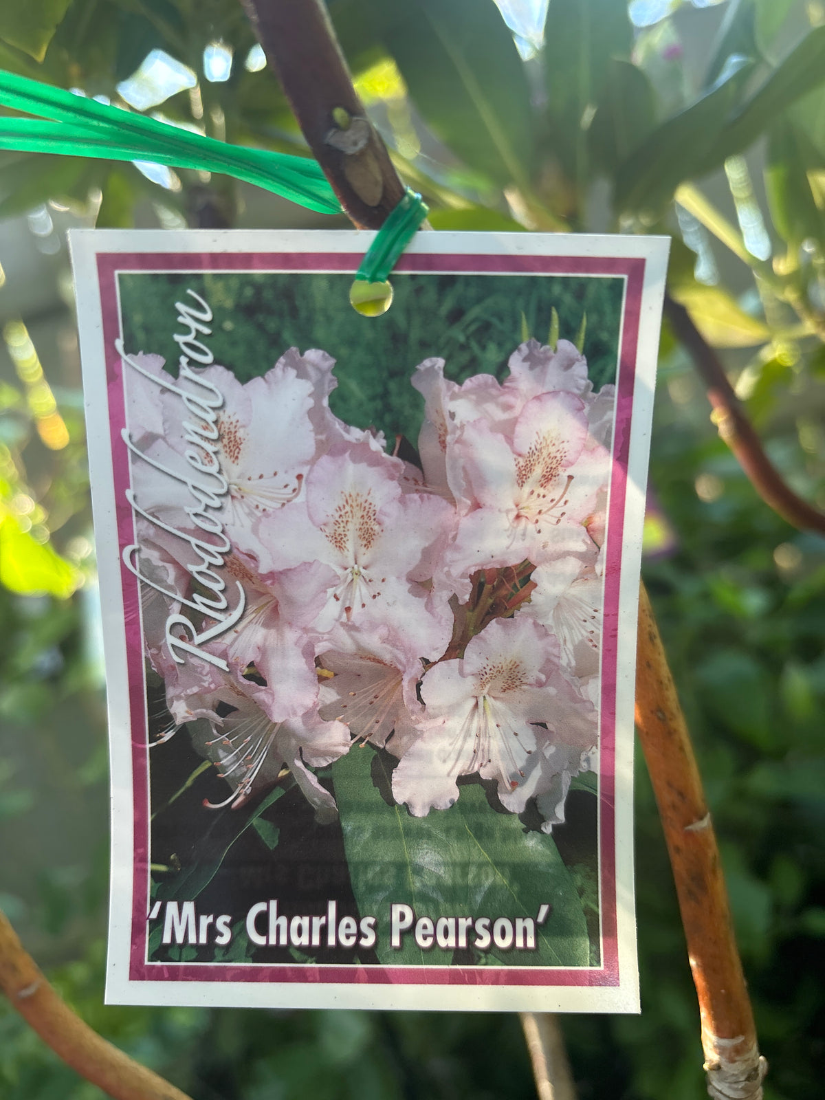 Rhododendron ‘Mrs Charles Pearson’ | Pale Pink Flowering Shrub