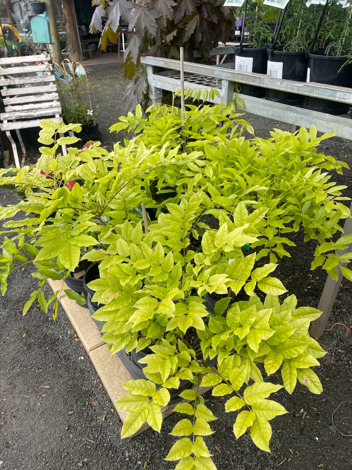 Wisteria violacea 'Plena'