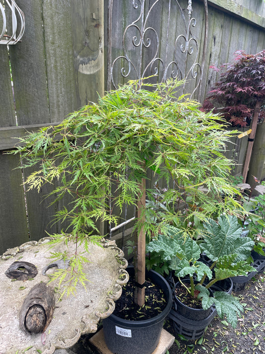 Acer palmatum 'Flavescens'