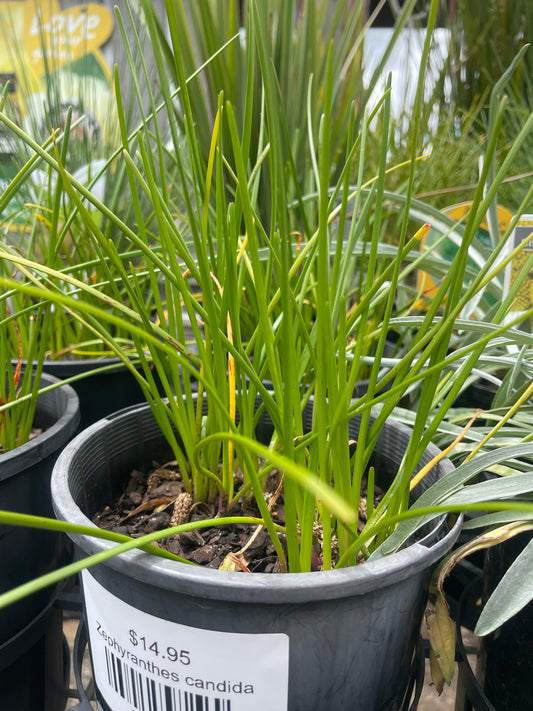 Zephyranthes candida