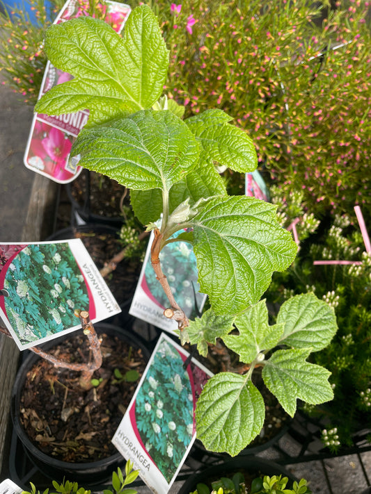 Hydrangea quercifolia - Oakleaf Hydrangea