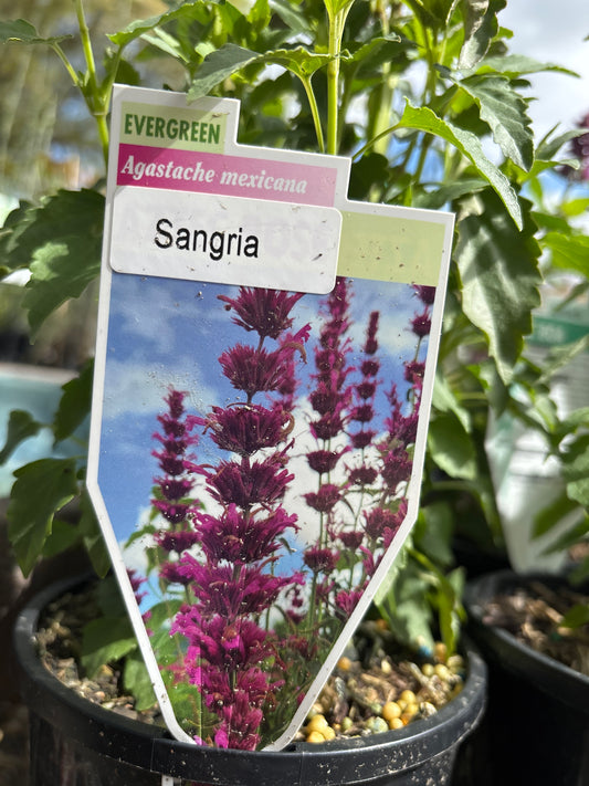 Agastache 'Sangria' - Hummingbird Mint - Giant Hyssop