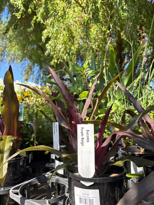 Eucomis 'Purple Reign'