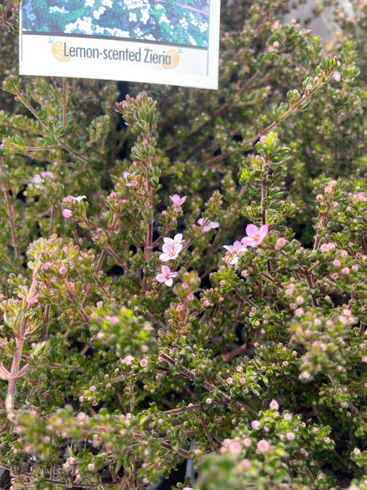 Zieria citriodora - Lemon-scented Zieria