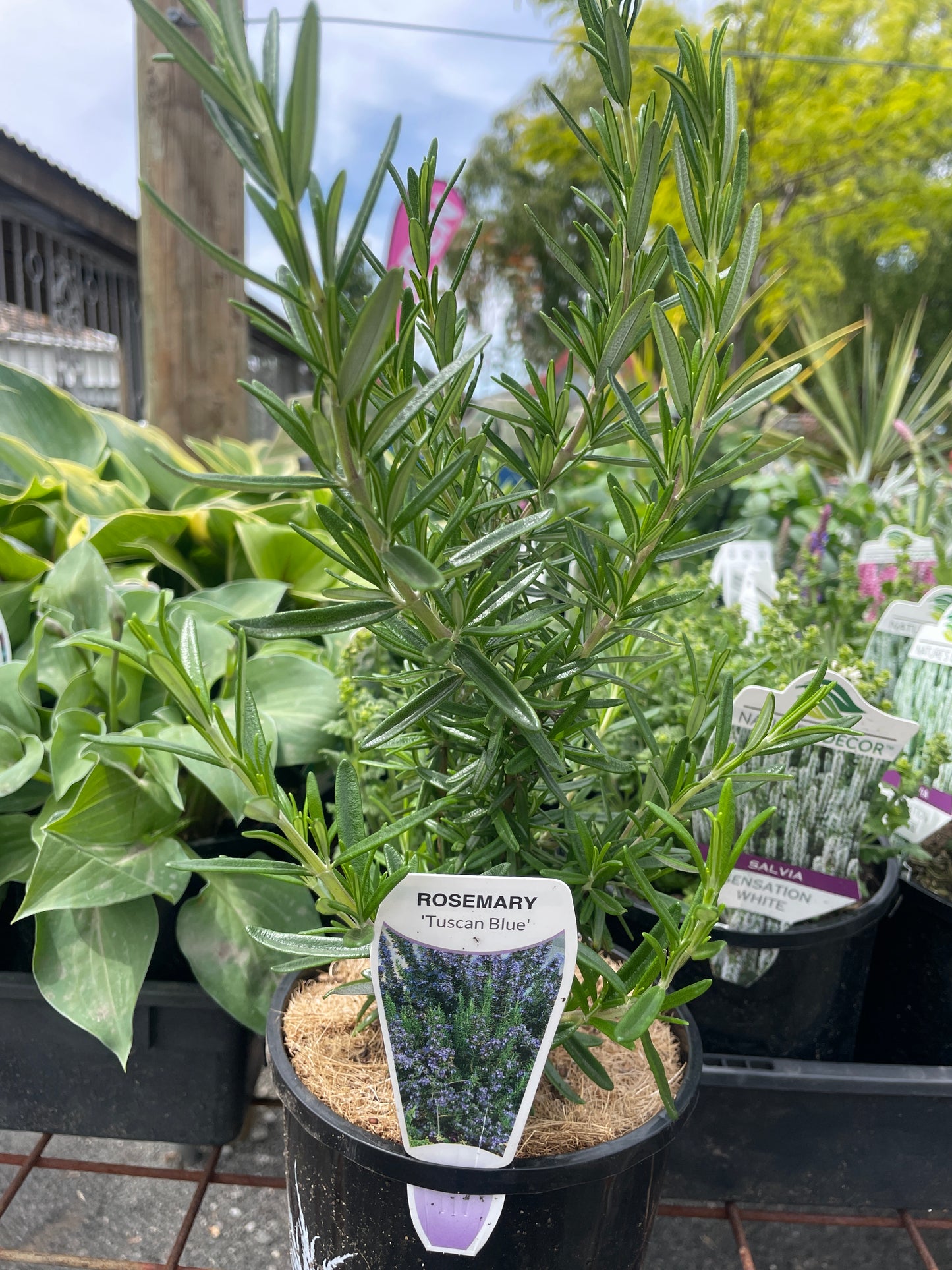 Rosmarinus officinalis 'Tuscan Blue'