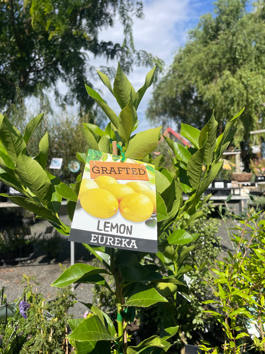 Citrus x limon 'Eureka' - Eureka Lemon