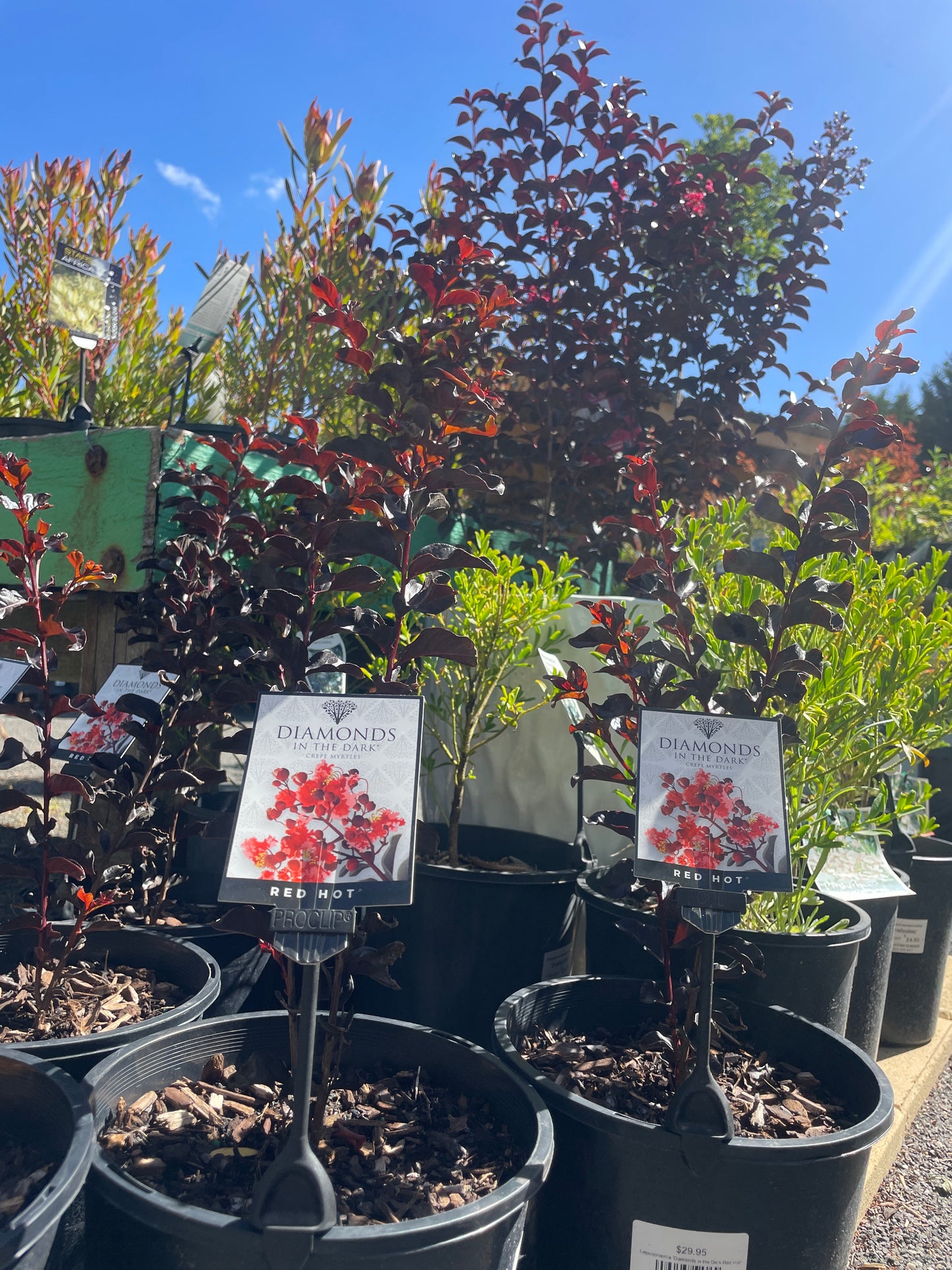 Lagerstroemia 'Diamonds in the Dark 'Red Hot'