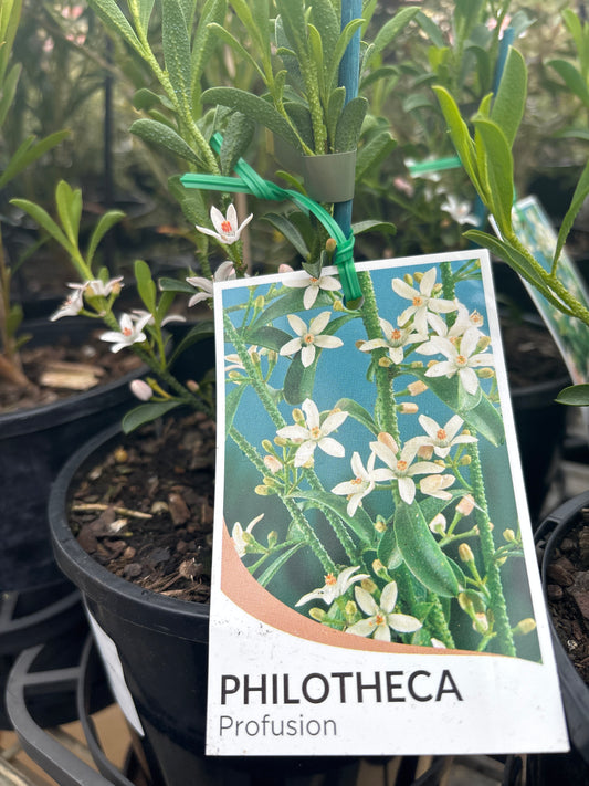 Philotheca myoporoides ‘Profusion’ | Long-leaf Waxflower