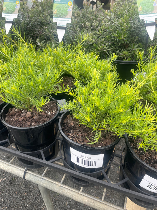 Myoporum parvifolium - Creeping Boobialla Fine Leaf White