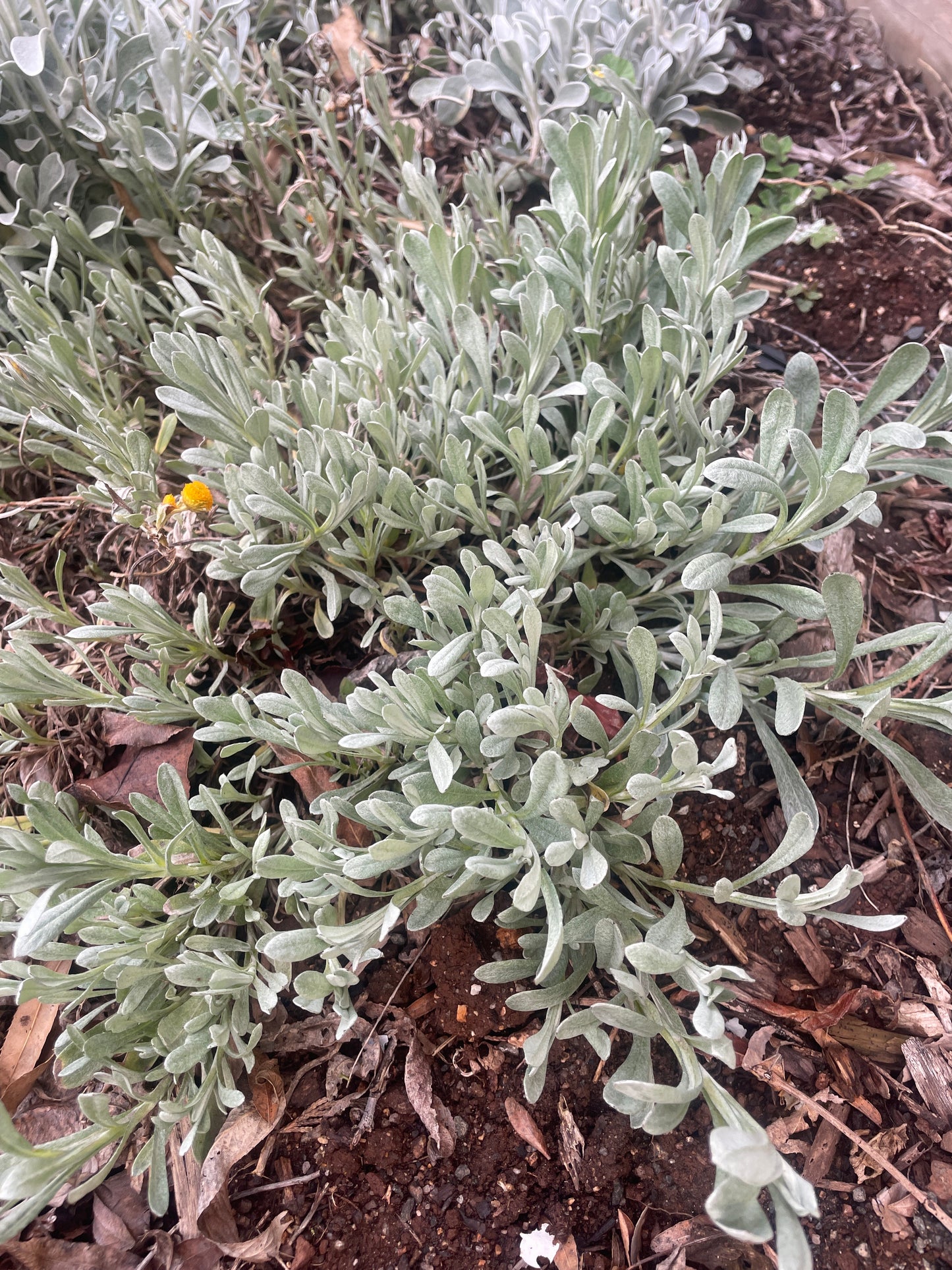 Chrysocephalum apiculatum - Common Everlasting