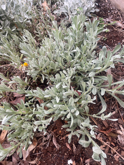 Chrysocephalum apiculatum - Common Everlasting
