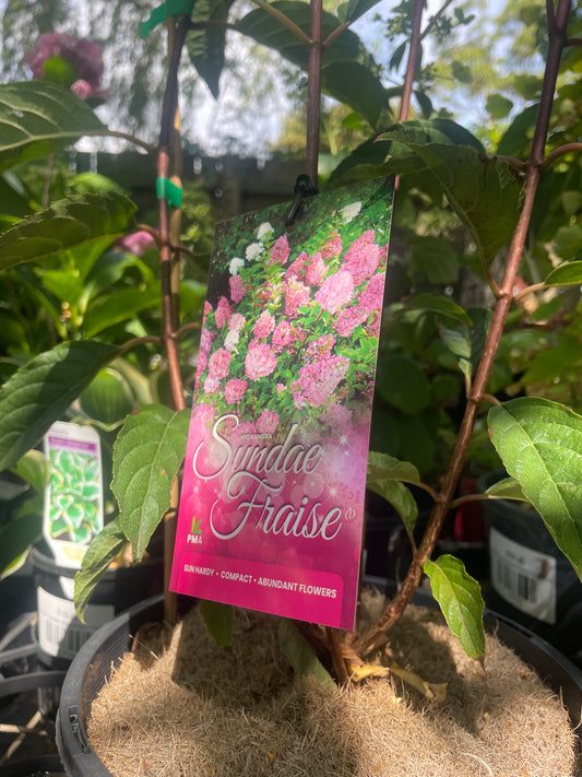 Hydrangea paniculata 'Sundae Fraise'