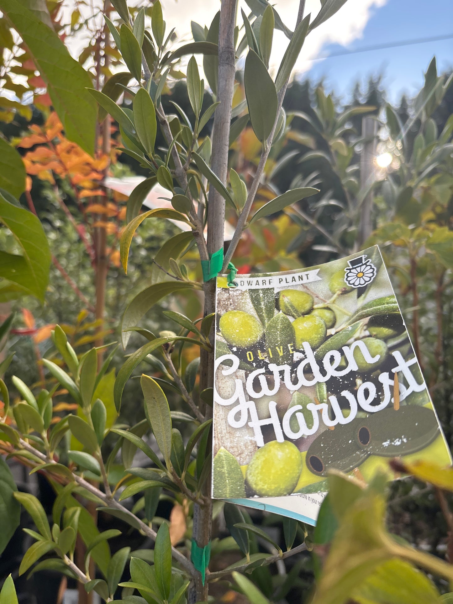 Olea europaea 'Garden Harvest' Olive 200mm