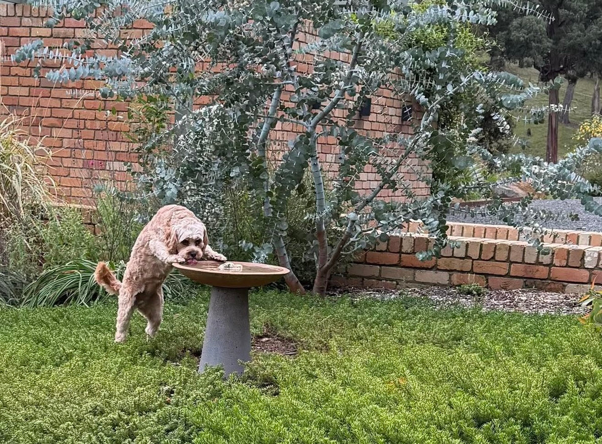 Bird Bath - Alina