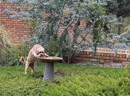 Bird Bath - Alina
