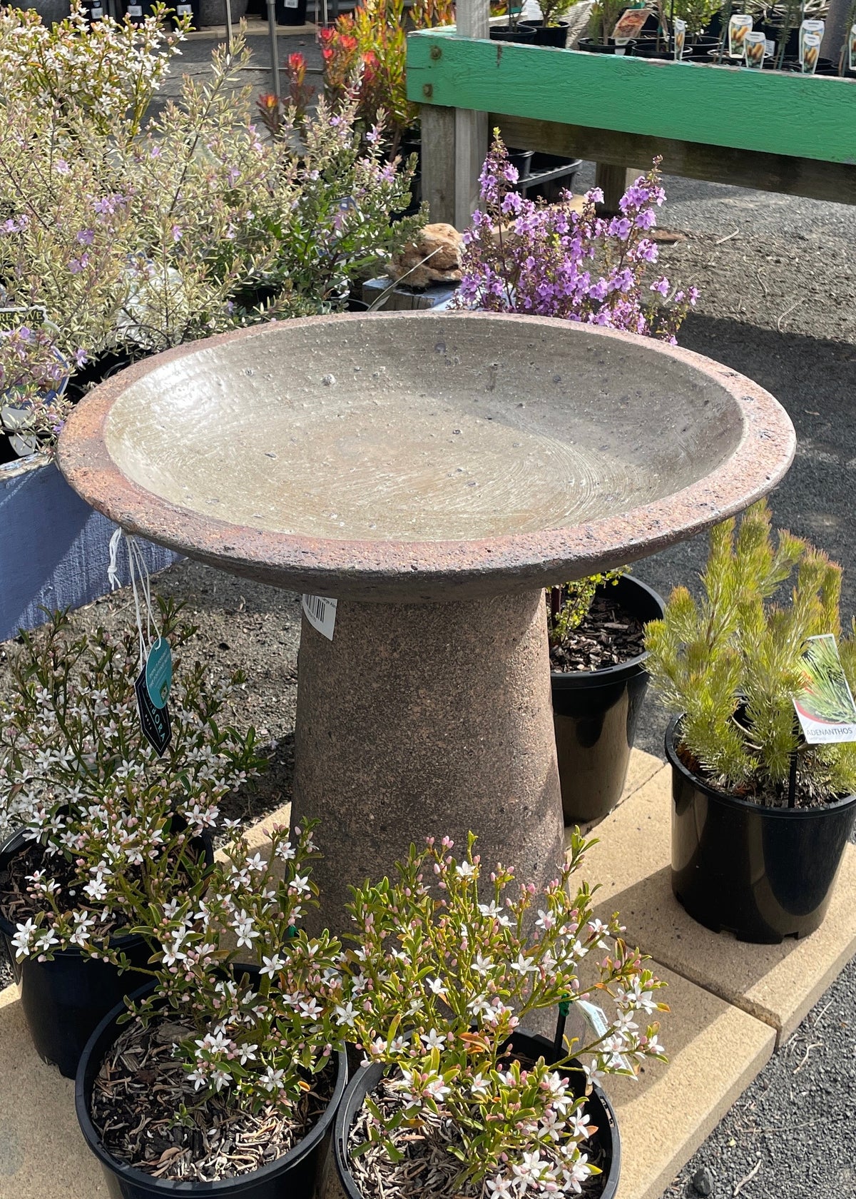 Bird Bath - Alina