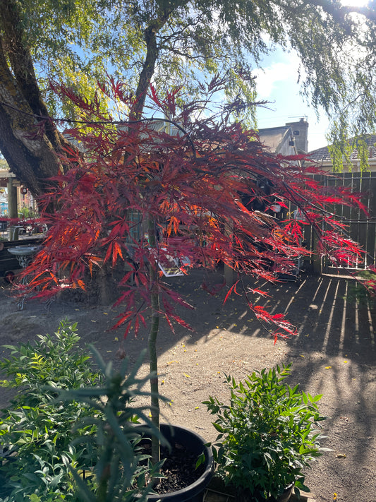 Acer palmatum 'Tamukeyama'