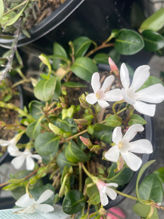 Vinca minor alba