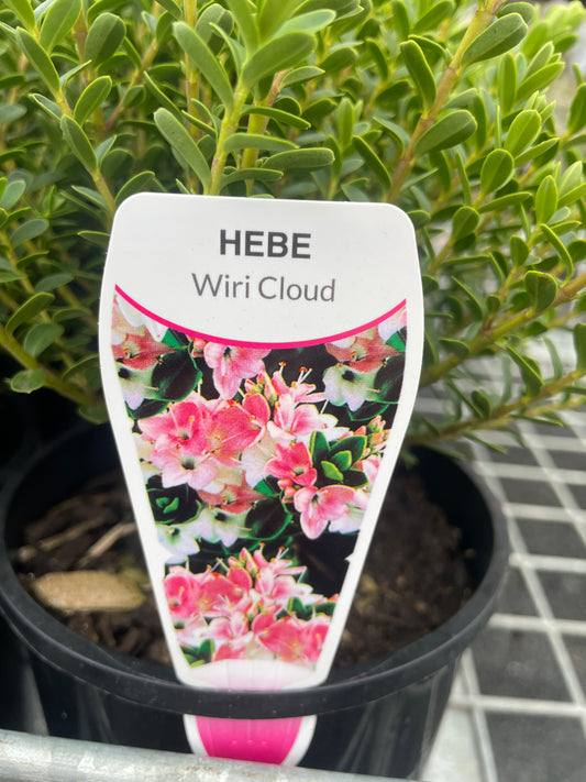 Hebe Wiri Cloud